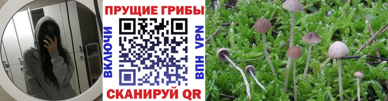 Галлюциногенные грибы прущие грибы  Ардатов 